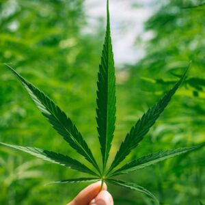Marijuana leaf