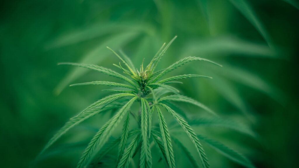 Marijuana leaf