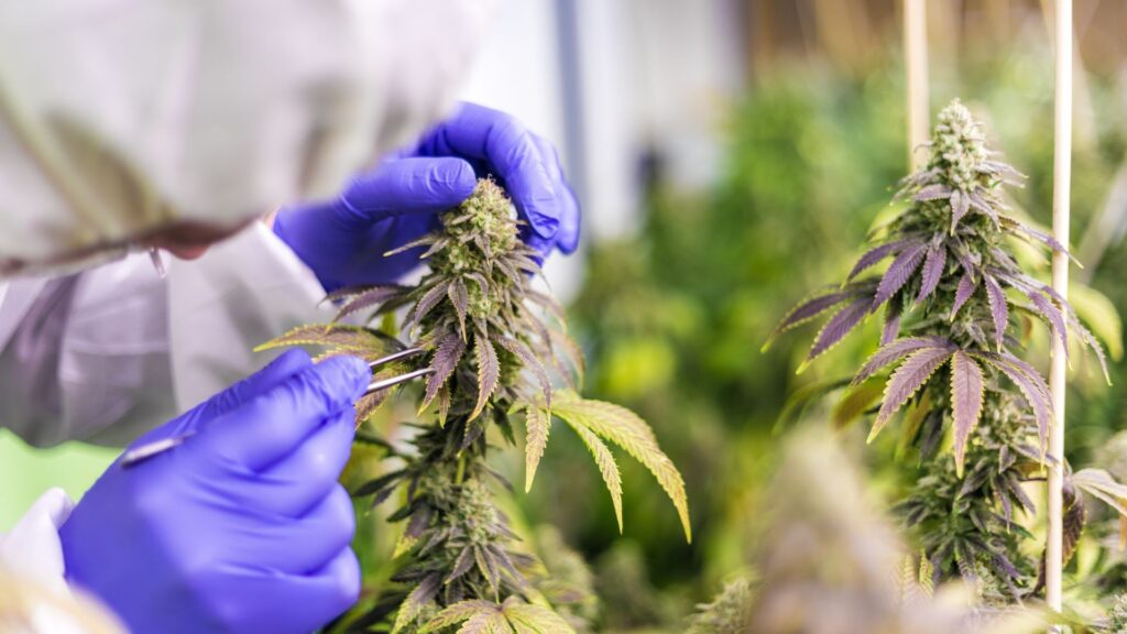 scientist harvesting CBD leaves