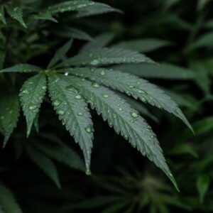 cannabis leaf