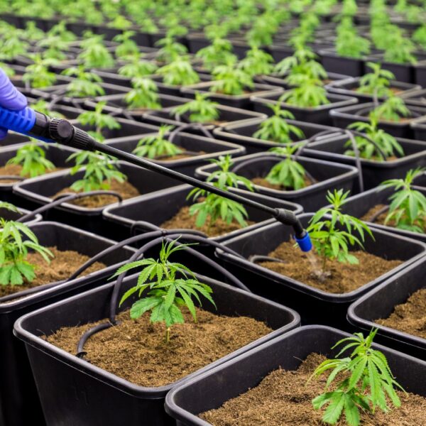 CBD plant being watered