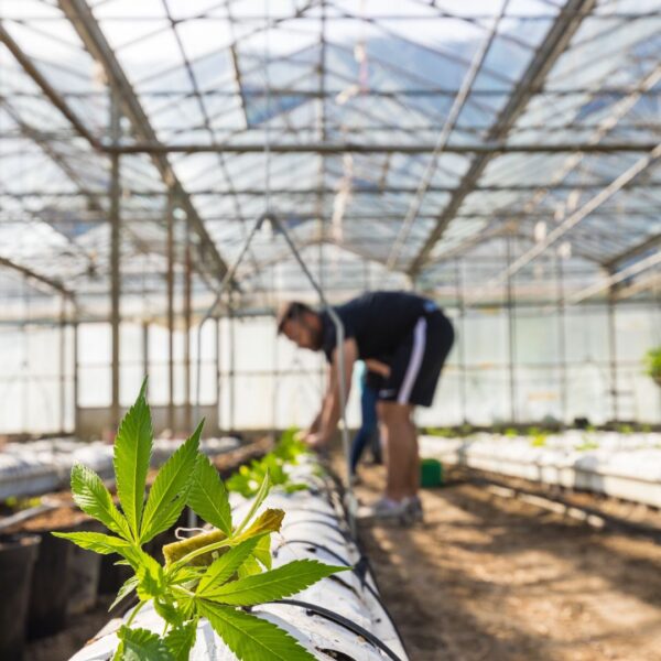 someone tending to CBD plants in a green house