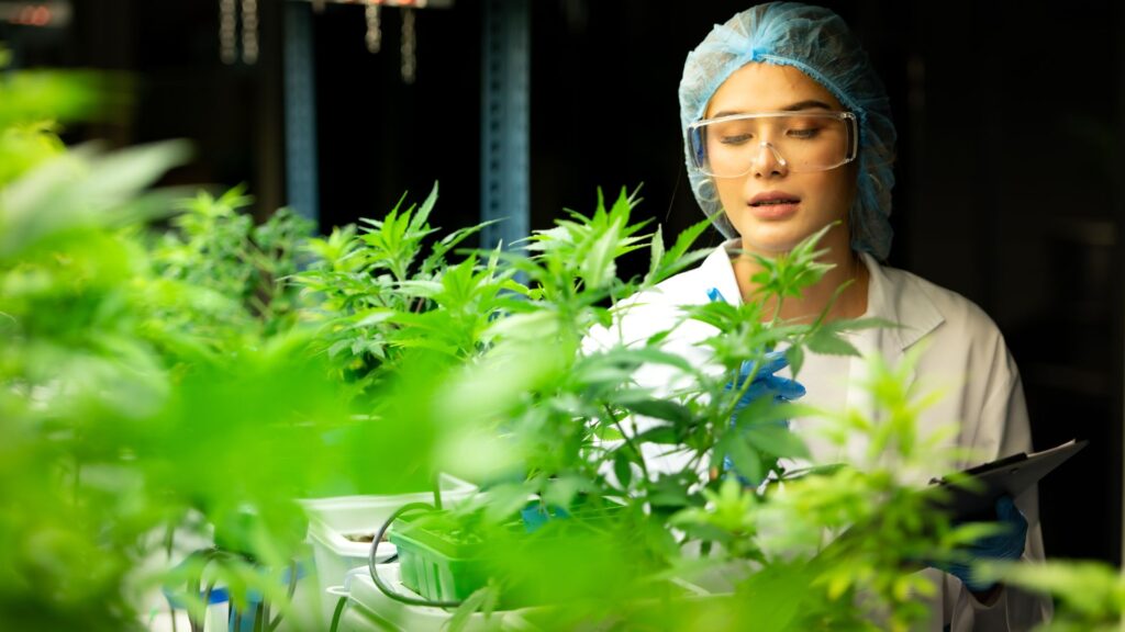 a scientist in a CBD plant house