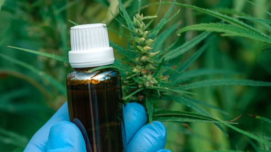 scientist holding a cbd tincture near the plant it came from