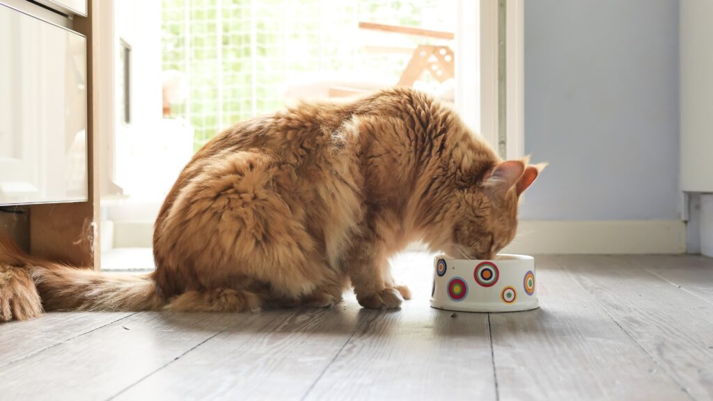 cat eating food with cbd