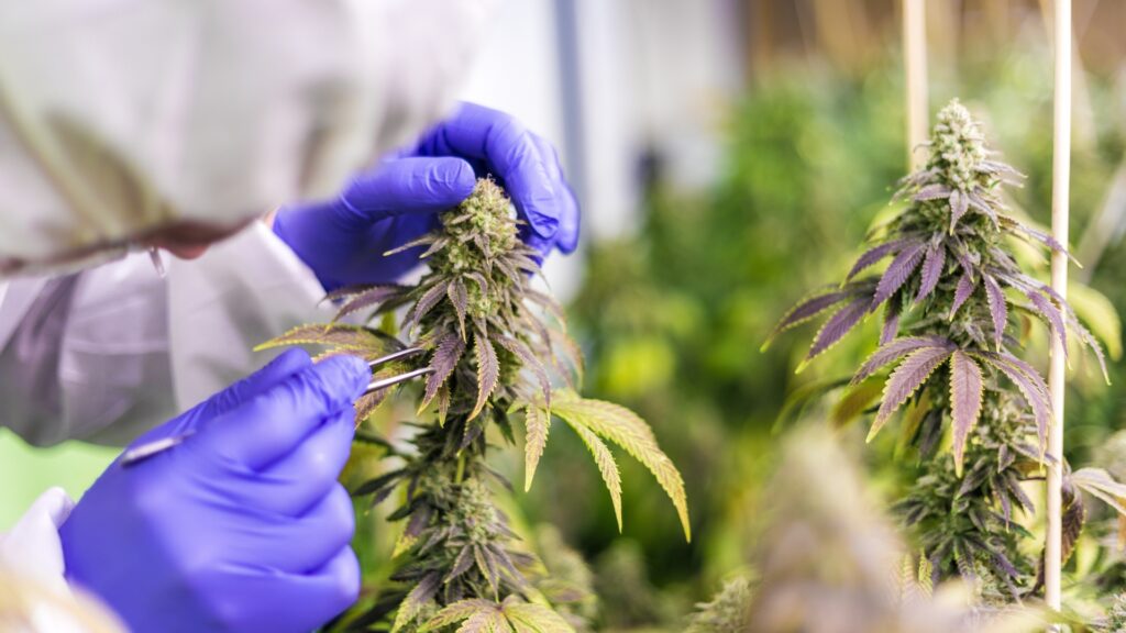 quality control cbd