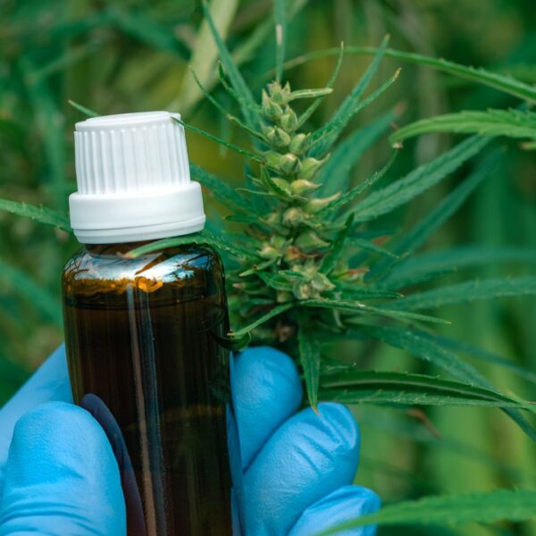 CBD oil and cannabis plants