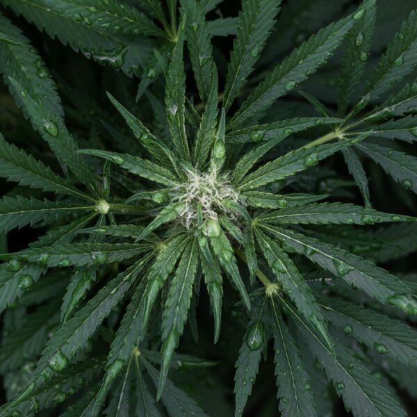 Plant leaves