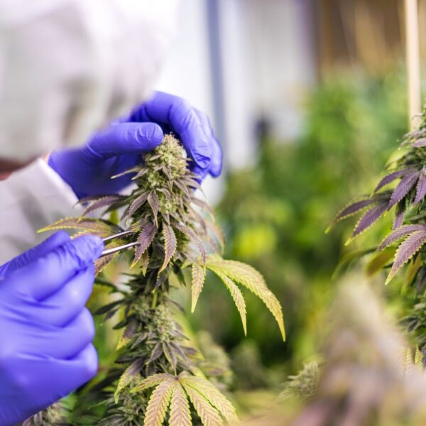 CBD extraction